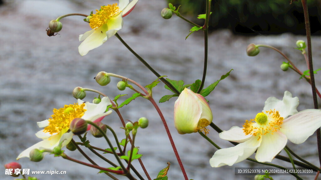 野棉花