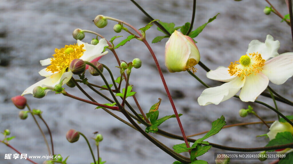 野棉花