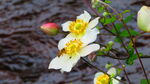 野棉花