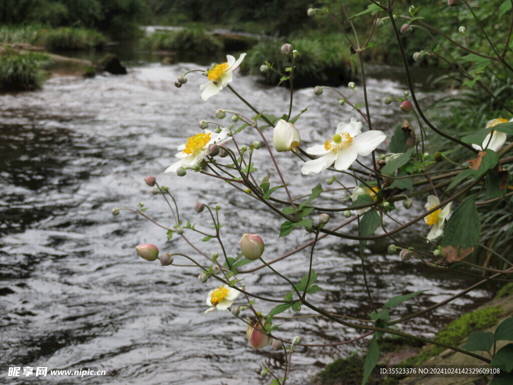 野棉花