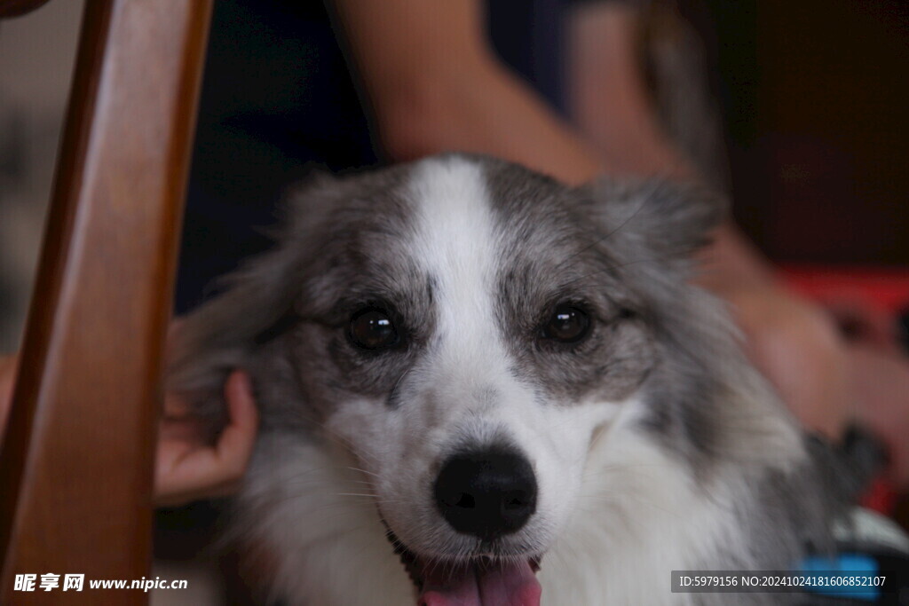 宠物边境牧羊犬