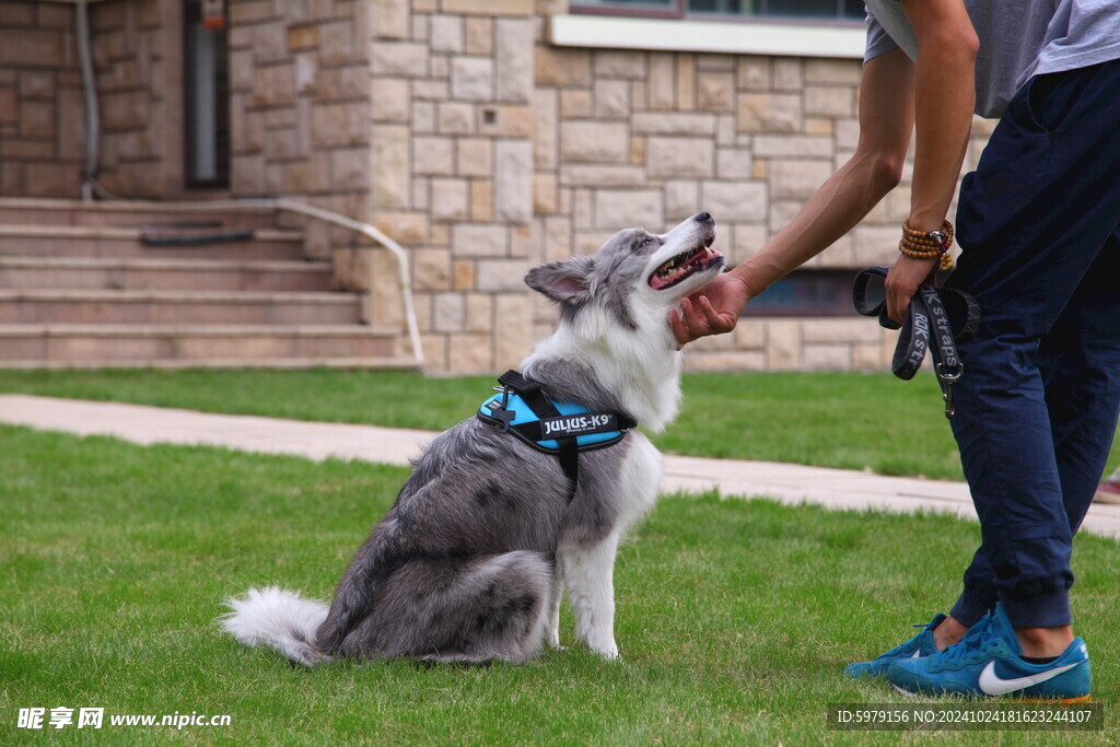 灰色边境牧羊犬