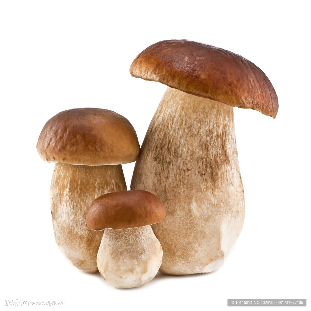 蘑菇