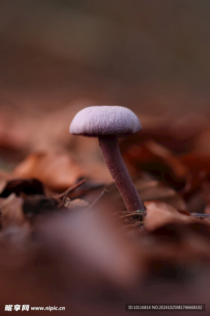 蘑菇