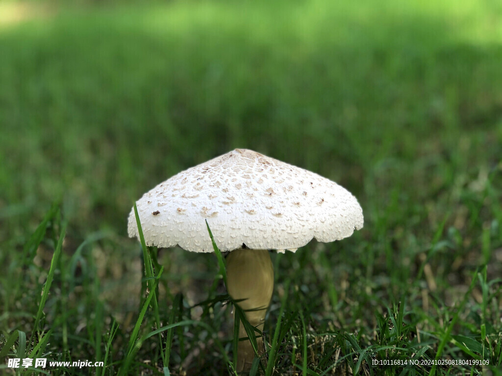 白蘑菇