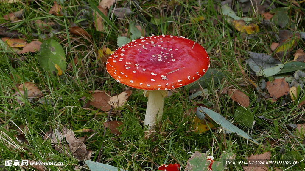 红蘑菇