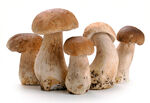 食用蘑菇