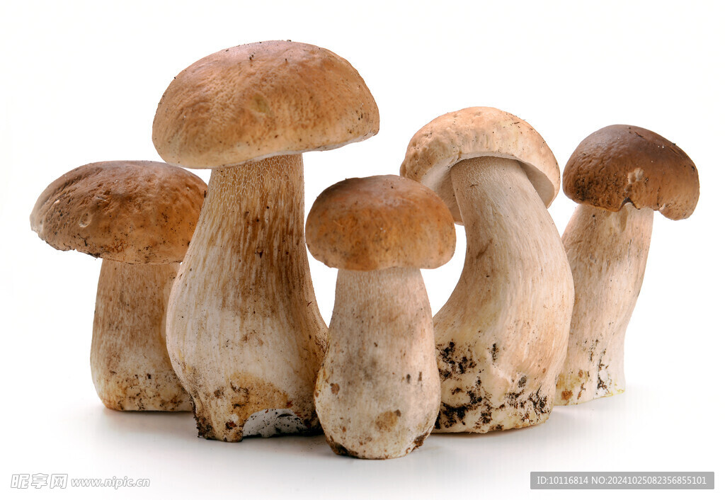 食用蘑菇