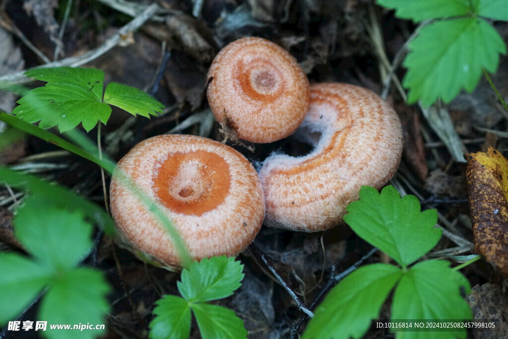 蘑菇