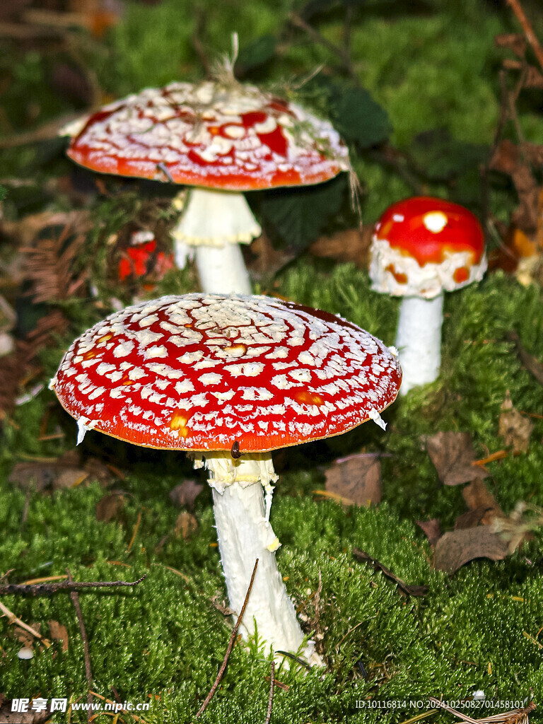 红蘑菇