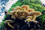 白色蘑菇