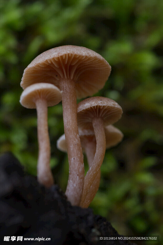 蘑菇