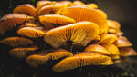 野生平菇