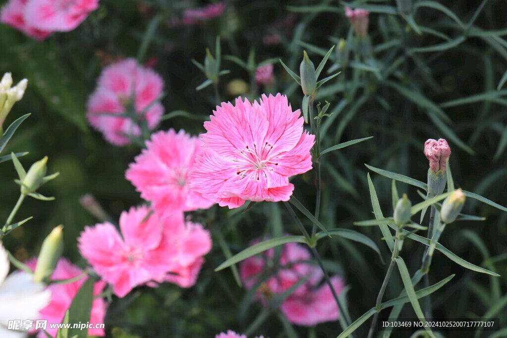 花卉 石竹