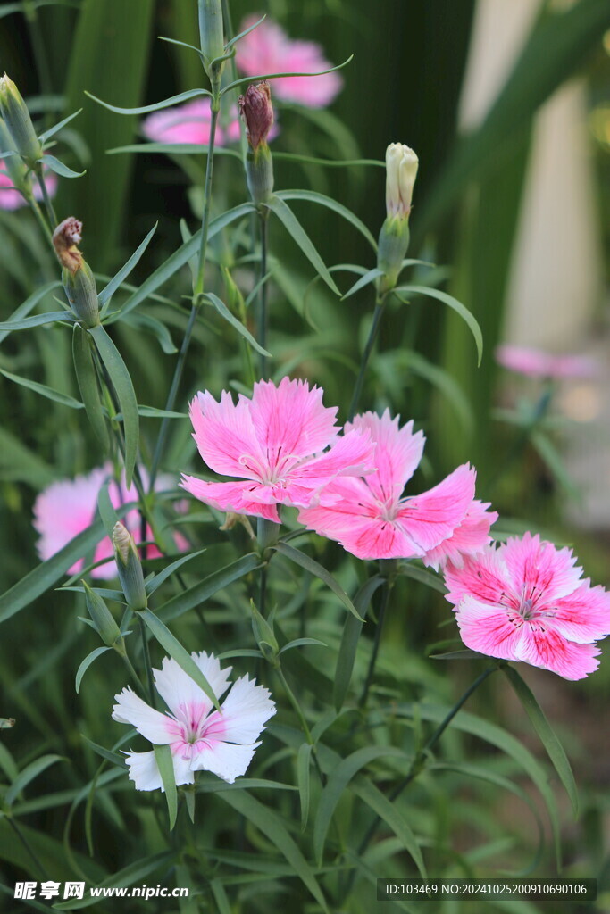 花卉 石竹