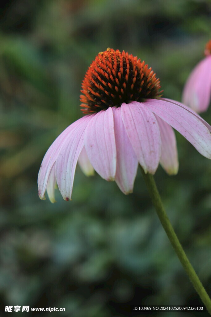 松果菊