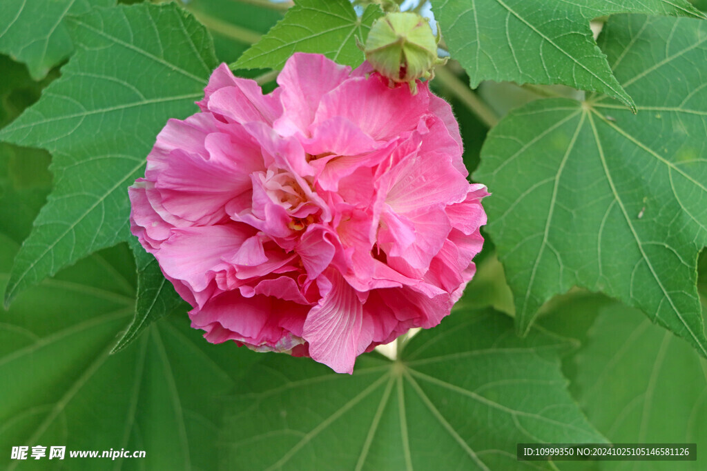 粉色木芙蓉花