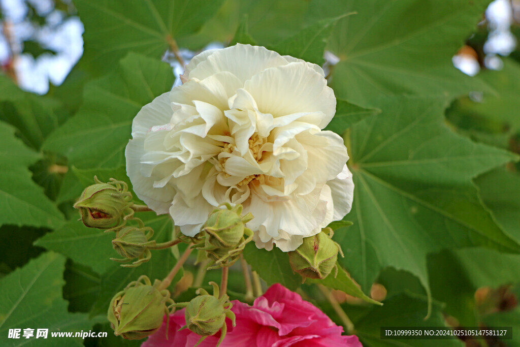 白色木芙蓉花