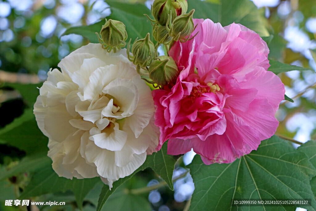 粉色木芙蓉花