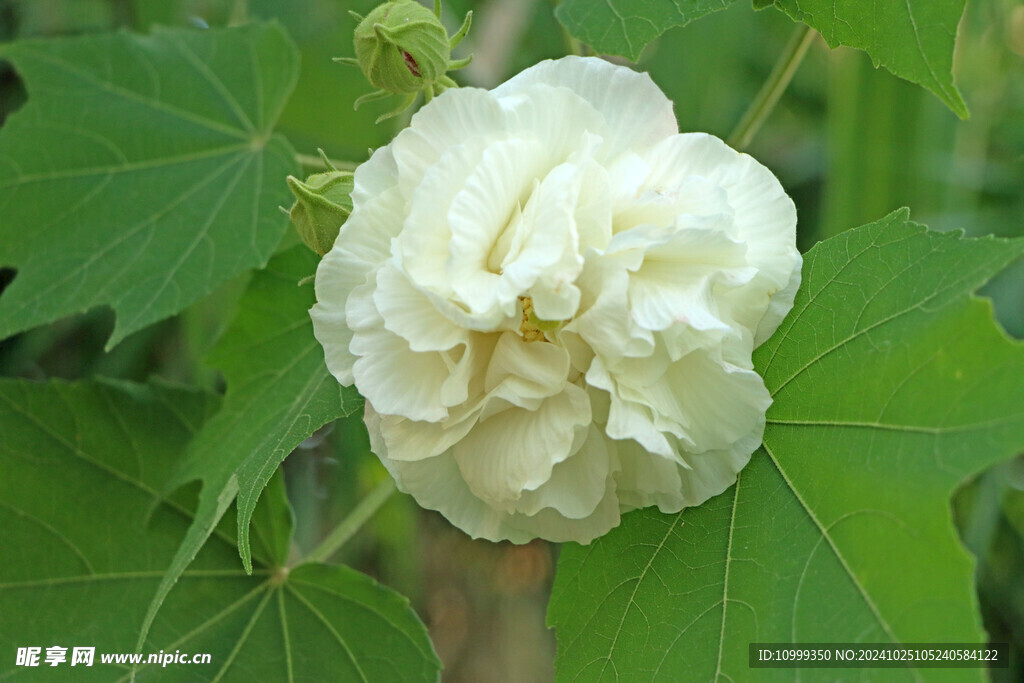 白色木芙蓉花