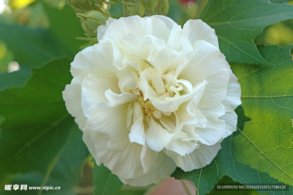 白色木芙蓉花