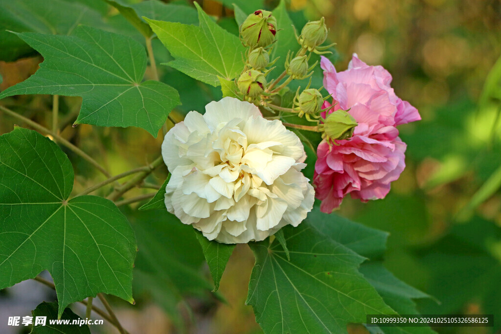 木芙蓉