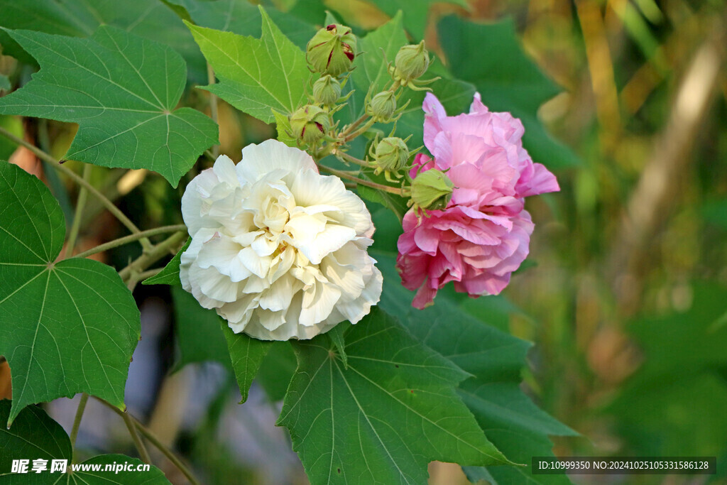 白色木芙蓉花