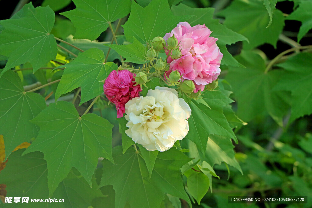 木芙蓉花