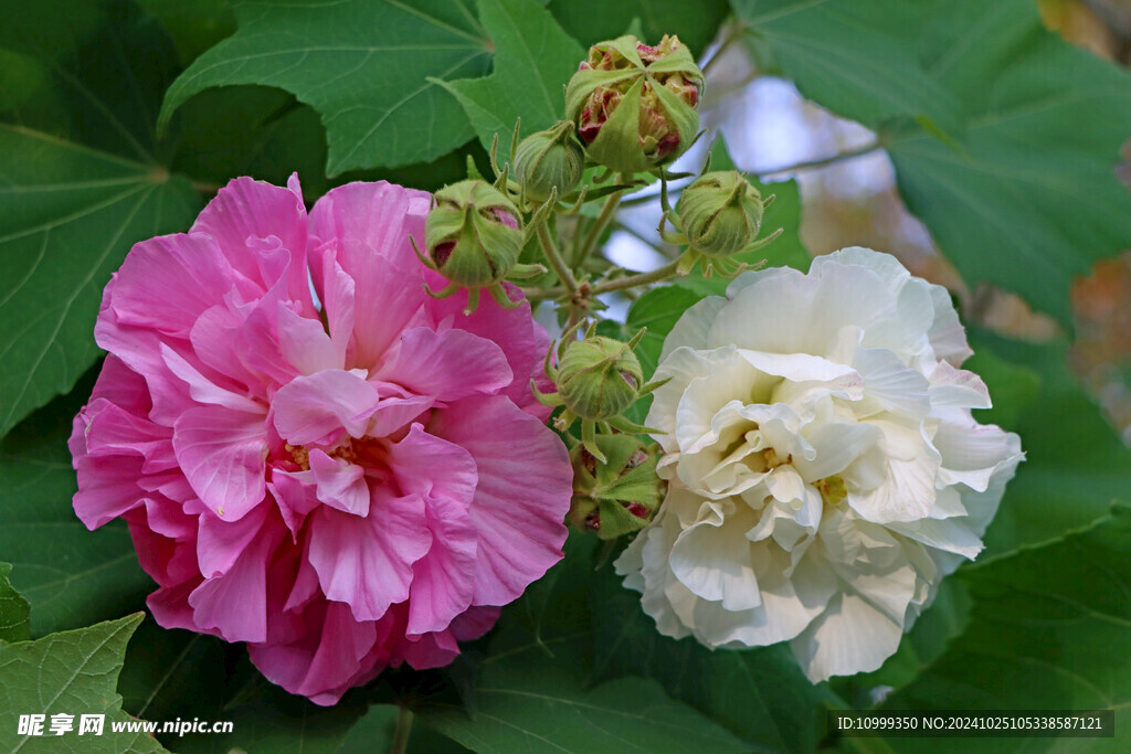 木芙蓉花