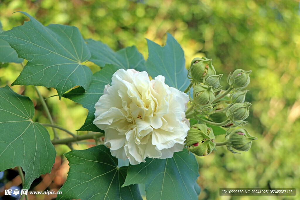 白色木芙蓉花