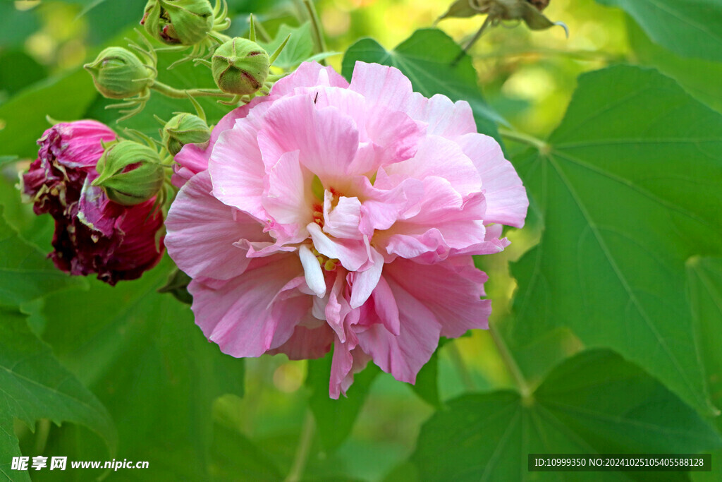 木芙蓉