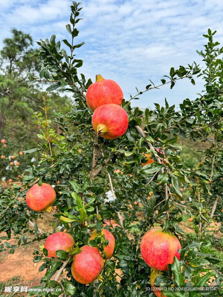 石榴