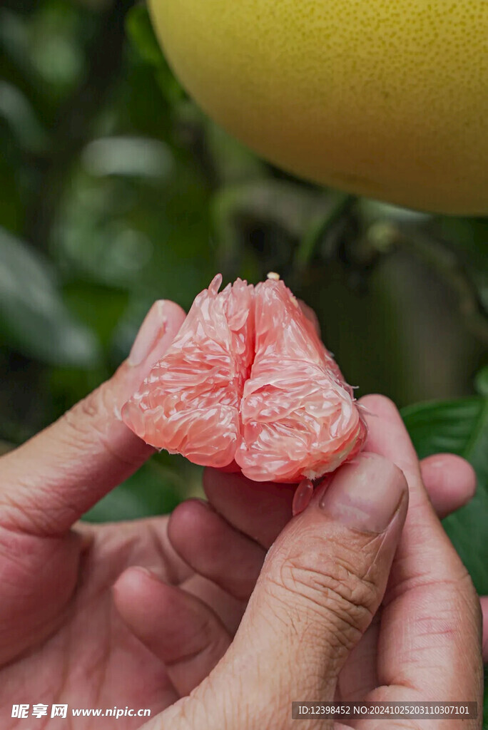 柚子