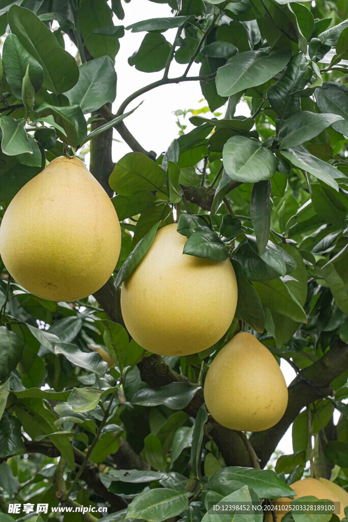 红心蜜柚