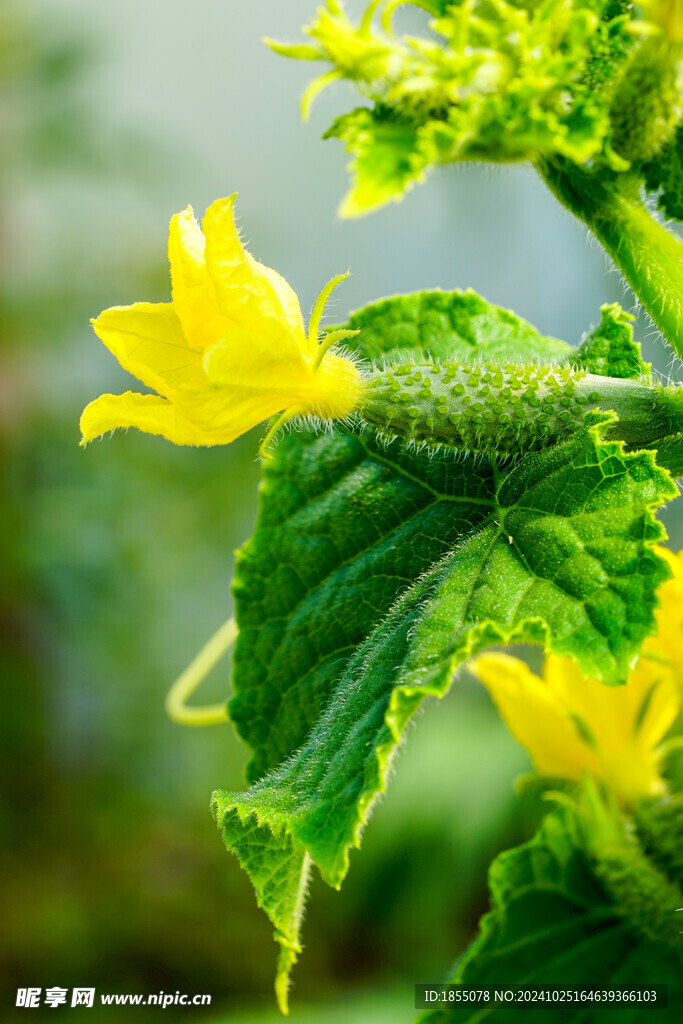 黄瓜花