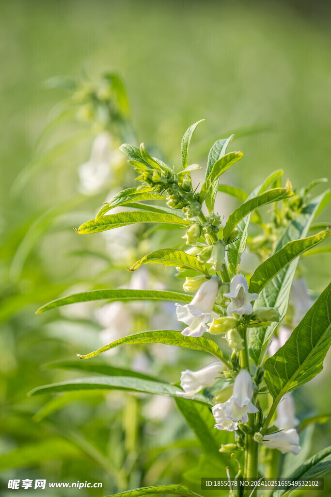 芝麻花