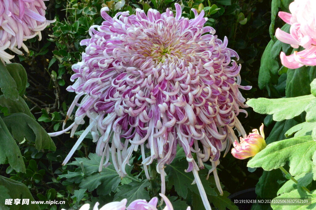 菊花  