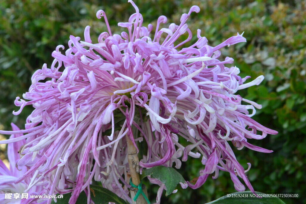 菊花  