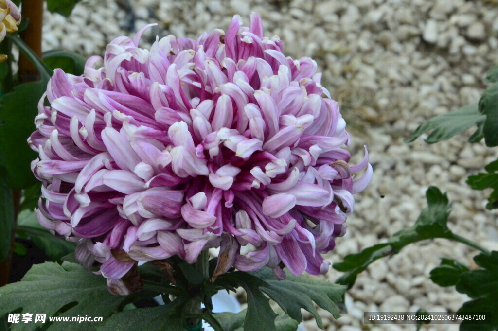 菊花  