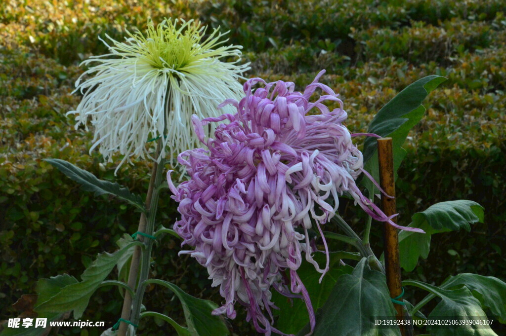 菊花 