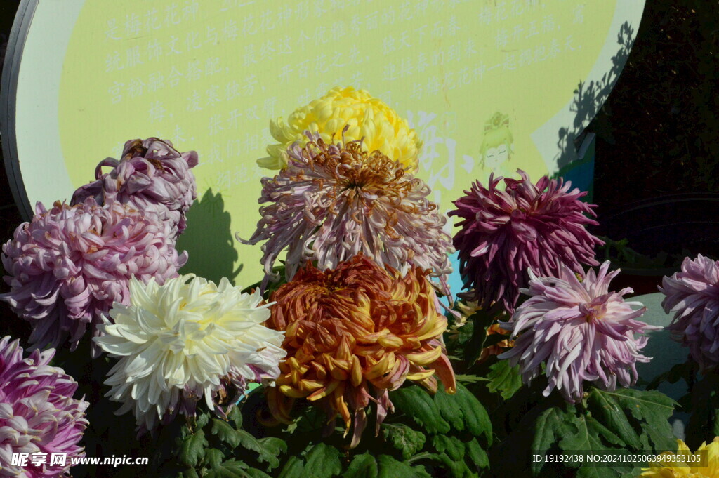 菊花  