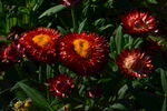 蜡菊  