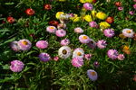 蜡菊 