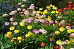 蜡菊  
