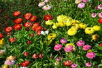 蜡菊  