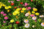 蜡菊  