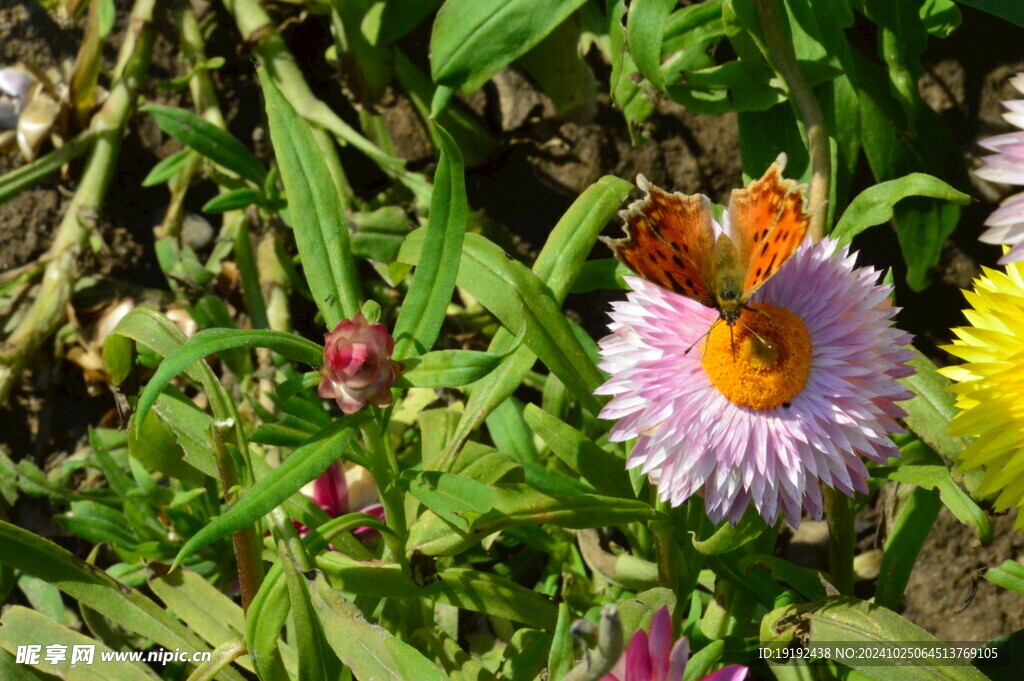 蜡菊  