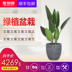 绿植主图