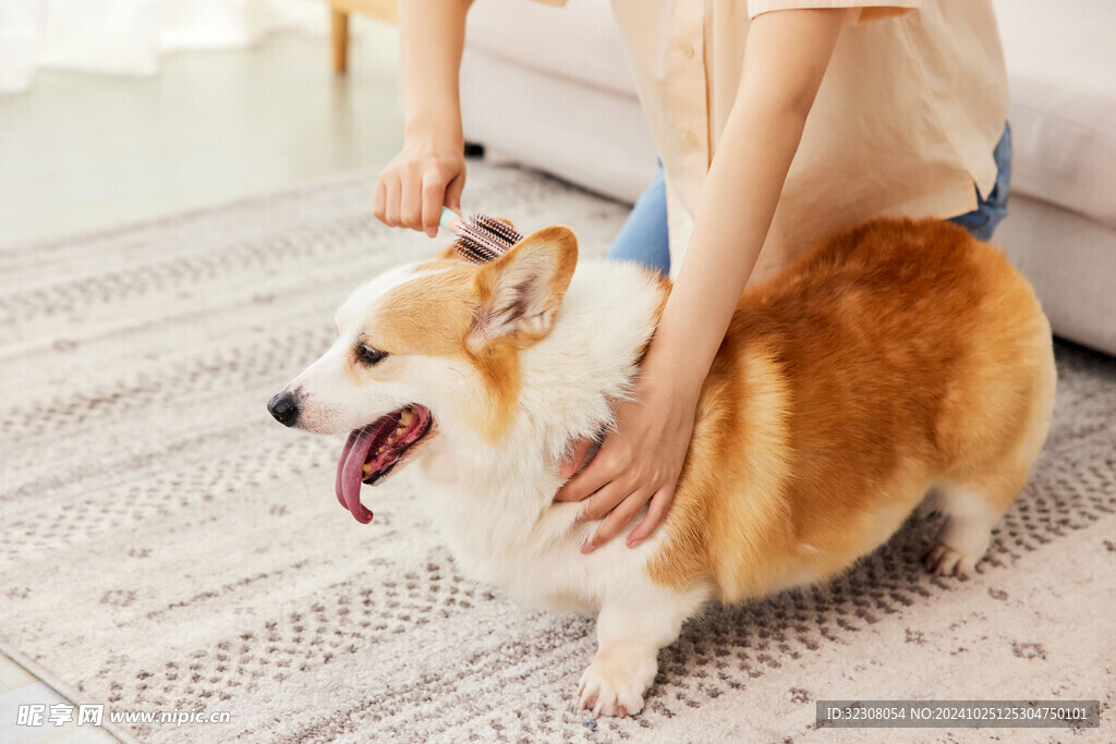 小狗