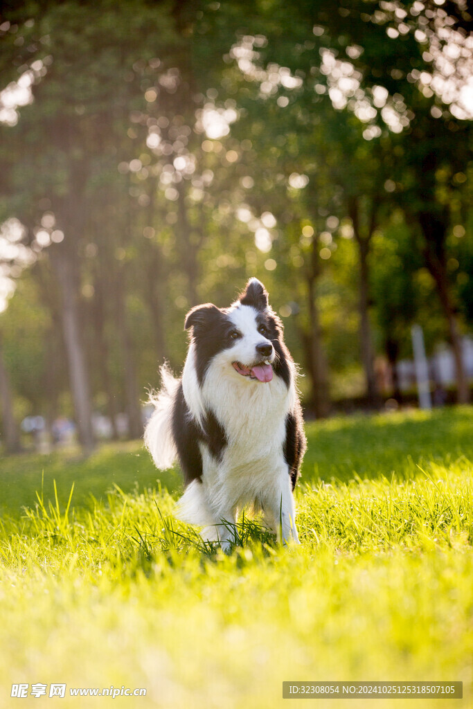 小狗